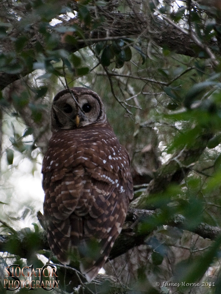 Barred owl-10-092511.JPG